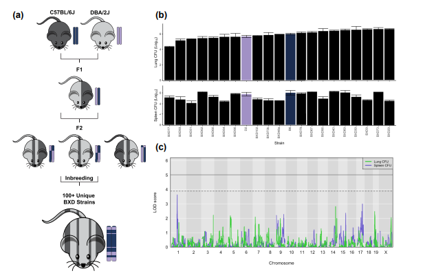 Genome-wide screen identifies host loci