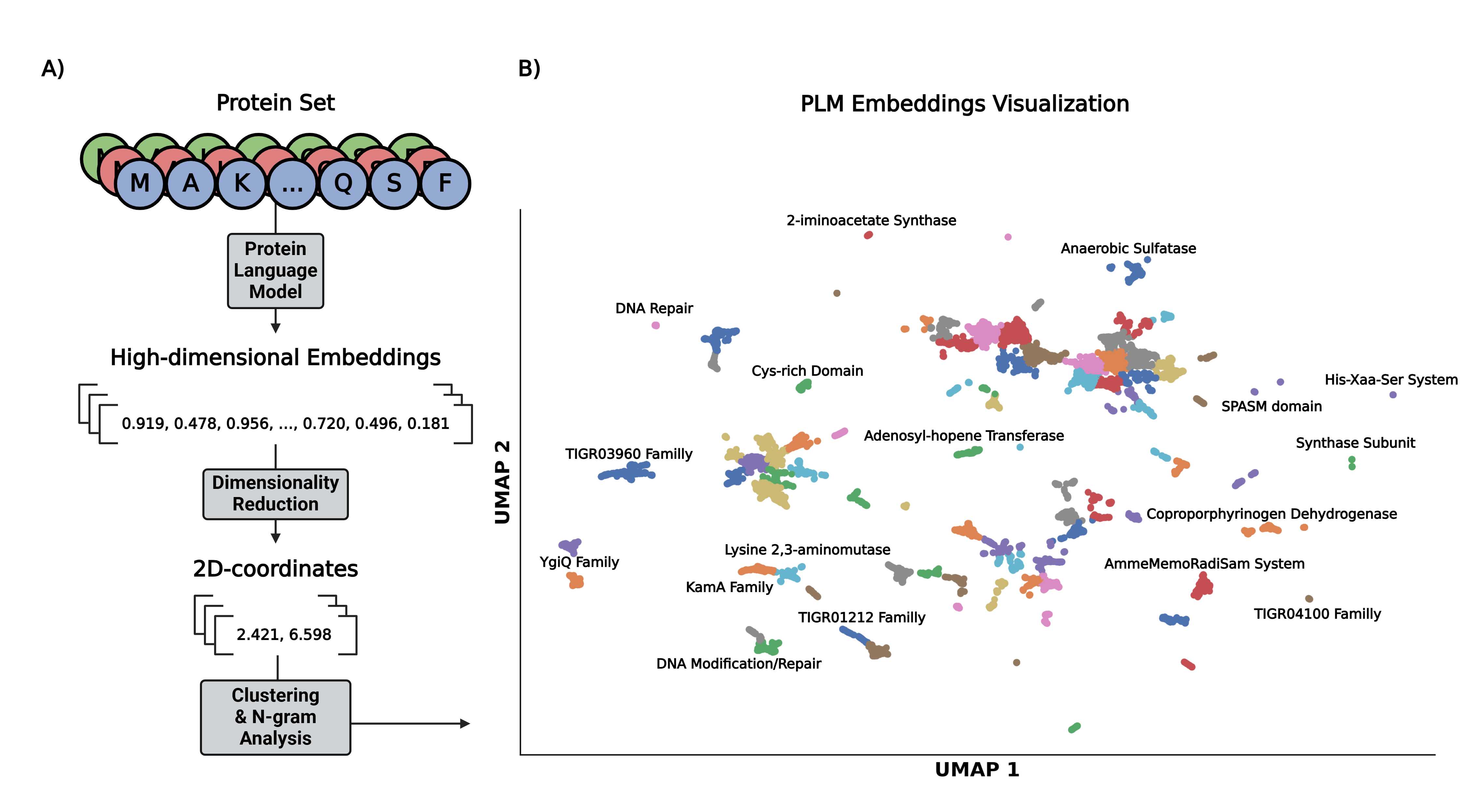 The Protein Language Visualizer pipeline used to generate the comparisons in the repository.